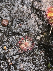 Drosera pygmaea