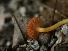 Hygrocybe miniata