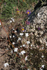 Gayophytum diffusum