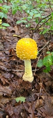 Amanita