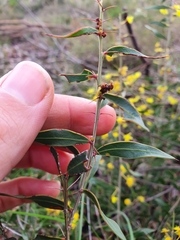 Acacia nervosa