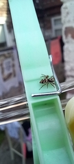 Salticus scenicus