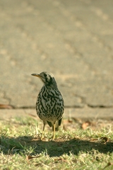 Turdus litsitsirupa