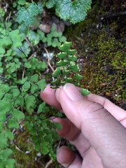 Adiantum formosanum