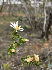 Olearia muelleri