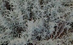 Santolina chamaecyparissus