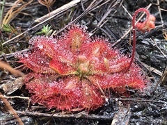 Drosera spatulata