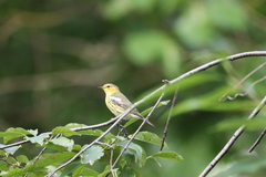 Setophaga tigrina