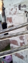 Salticus scenicus