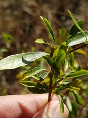 Turraea obtusifolia