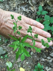 Sanicula canadensis