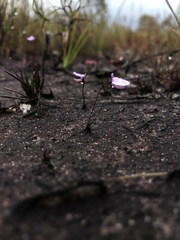 Utricularia lateriflora