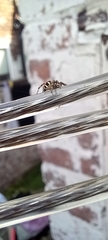 Salticus scenicus