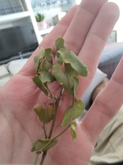 Aristolochia baetica