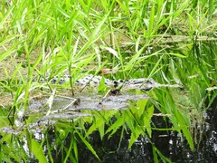 Alligator mississippiensis