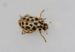 Anisosticta novemdecimpunctata