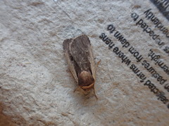 Ochropleura