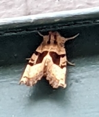 Phlogophora periculosa