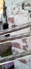 Salticus scenicus
