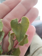 Aristolochia baetica