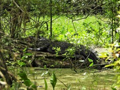 Alligator mississippiensis