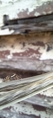 Salticus scenicus