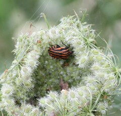Graphosoma italicum