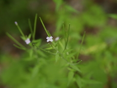Epilobium
