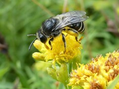 Colletes simulans