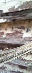 Salticus scenicus