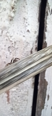 Salticus scenicus