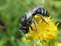 Colletes simulans