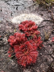 Drosera spatulata