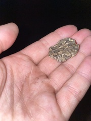 Anaxyrus fowleri