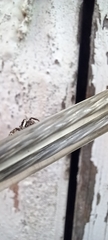 Salticus scenicus