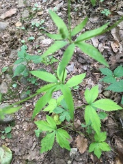 Sanicula canadensis