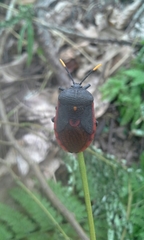 Dinidor impicticollis