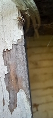 Salticus scenicus