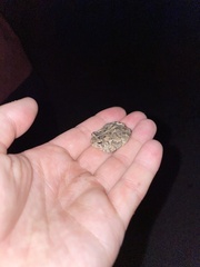 Anaxyrus fowleri
