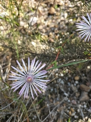 Ruschieae