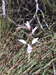 Diuris alba