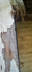 Salticus scenicus