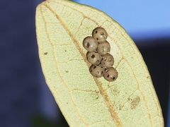 Tessaratoma papillosa