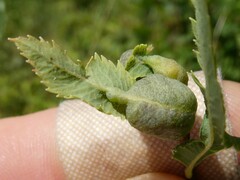 Dasineura salicifoliae