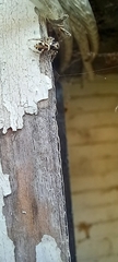 Salticus scenicus