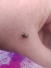 Coccinella