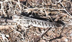 Locusta migratoria
