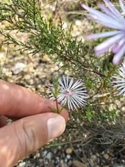 Ruschieae