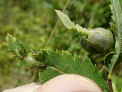 Dasineura salicifoliae