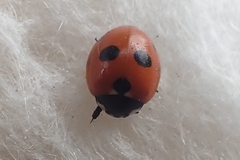 Coccinella quinquepunctata